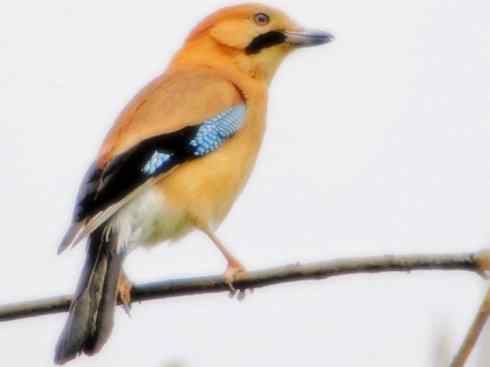 家禽驯化之源之二十九