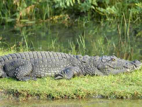 龙：传说的兽原型探秘（鳄类）