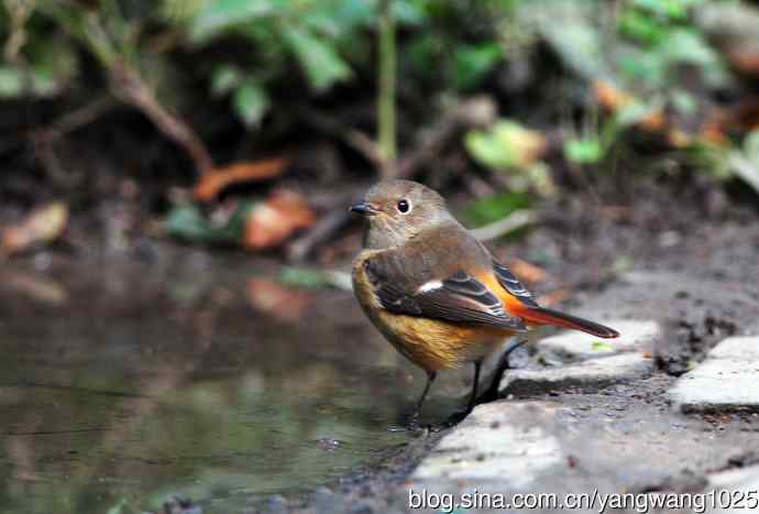 雌性北红尾鸲（10）
