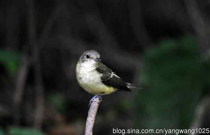 雌性白眉姬鹟(13) 雌性白眉姬鹟(13)