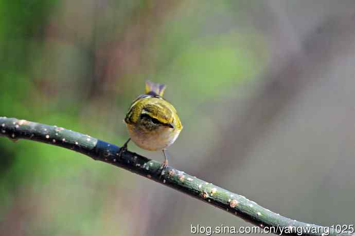 黄腰柳莺（19）