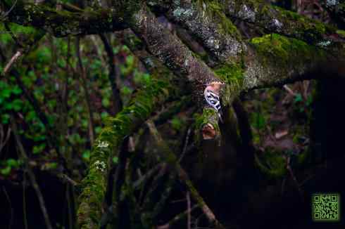 金佛山的几只小鸟