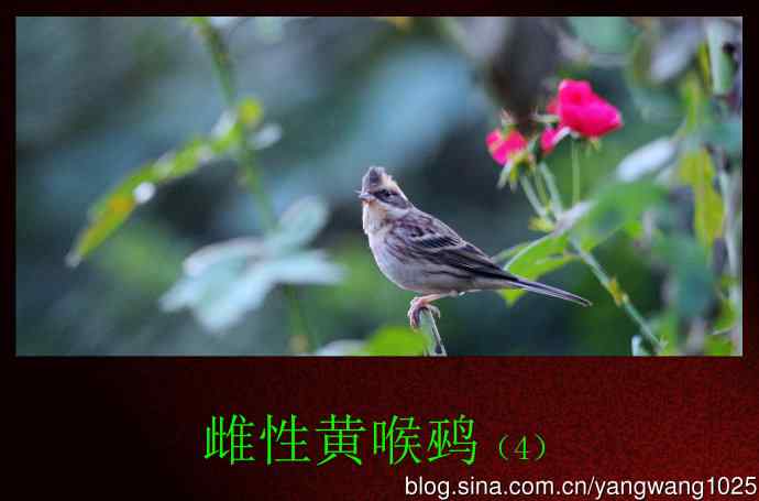 雌性黄喉鹀(4) 雌性黄喉鹀(4)