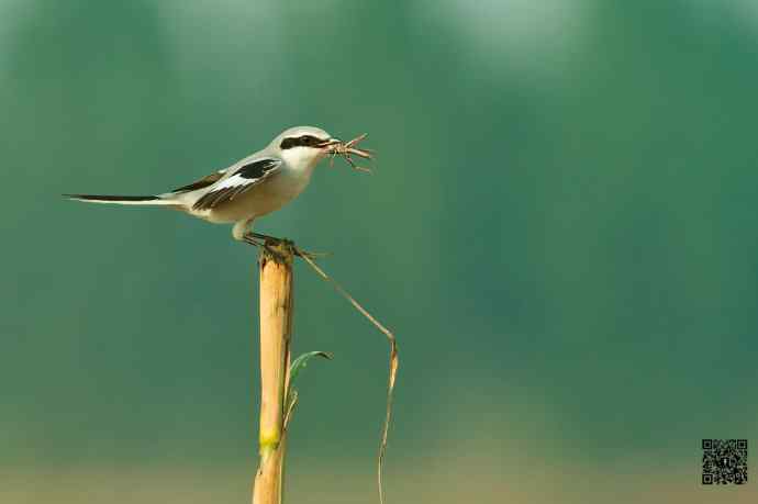 野鸭湖的楔尾伯劳吃什么？