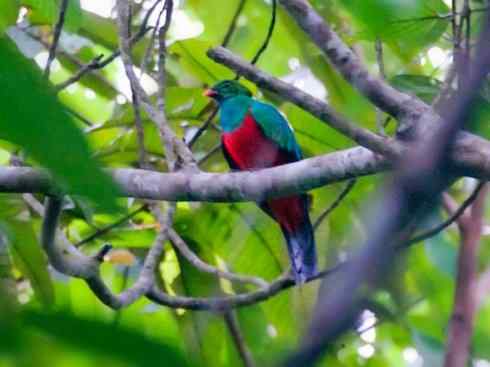 鸟类之最：凤尾绿咬鹃