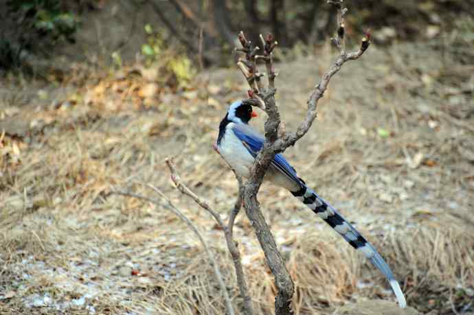 红嘴蓝鹊（12）