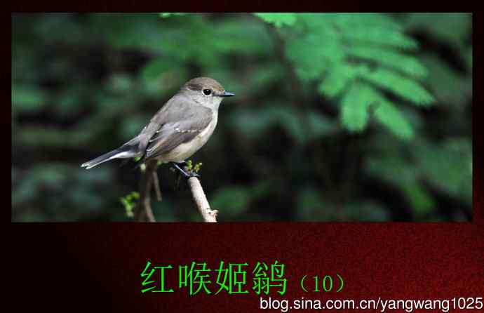 红喉姬鹟（10）