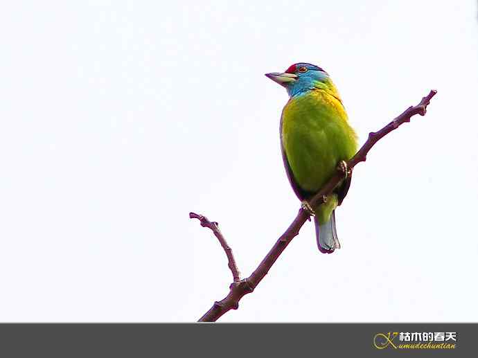 西双版纳拍鸟之一【实拍】