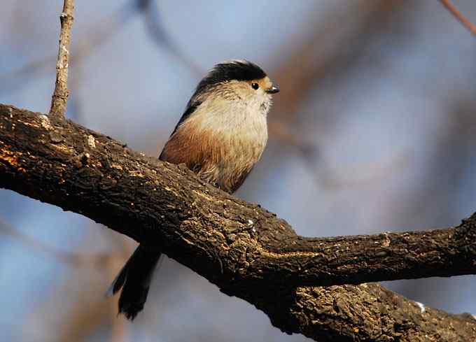 北京植物园赏鸟（四），银喉长尾山雀（组图）