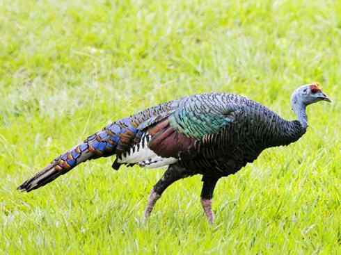 奇特的盔：眼斑吐绶鸡