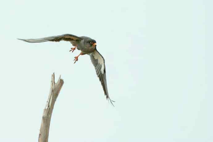 周末野鸭湖（自然摄影）