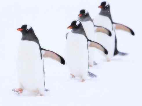 鸟类之最:巴布亚企鹅 鸟类之最:巴布亚企鹅