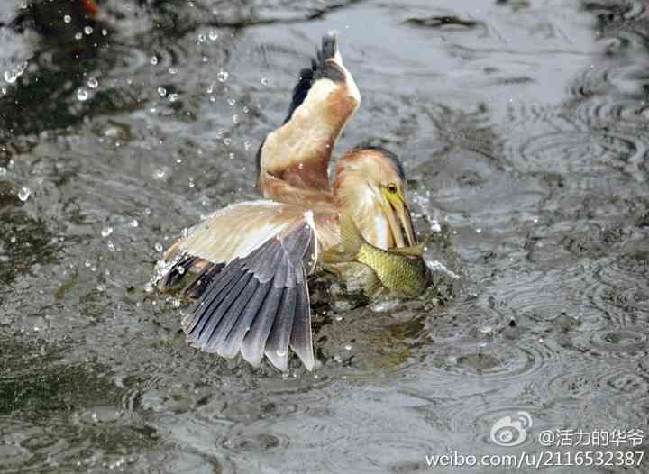捕鱼达人——黄苇鳽