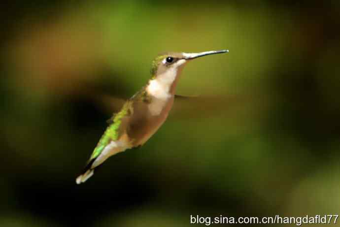 红玉喉北蜂鸟（3）