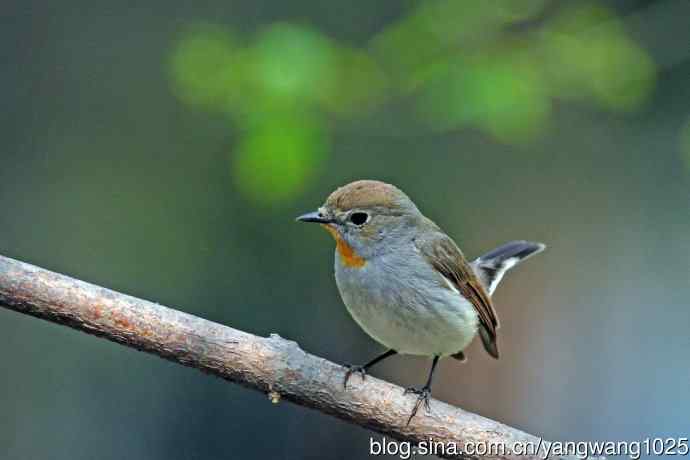 雄性红喉姬鹟（16）