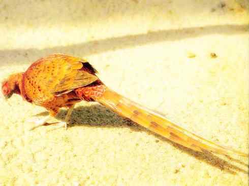 猎奇：长尾鸟雀之三（雉科孔雀、鹇属）