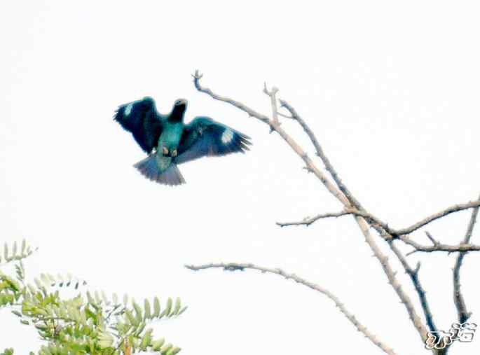 圆明园&nbsp;wbr路&nbsp;wbr昨天拍到的十种鸟（记录版）