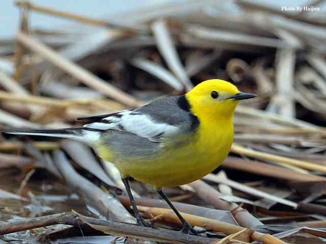 野鸭湖拍摄纪实(黄头鹡鸰及其它) 野鸭湖拍摄纪实(黄头鹡鸰及其它)