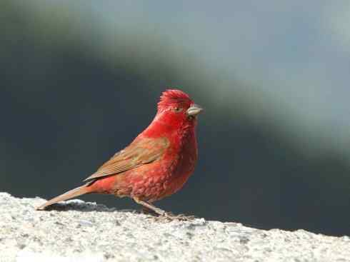 极品红色鸟类：酒红朱雀