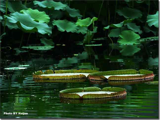 圆明园观赏亚马逊王莲