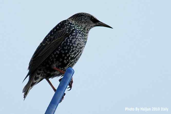 【亚平宁半岛之旅 wbr. wbr鸟鸟猎摄】