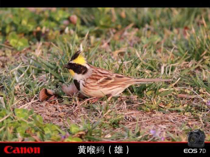 盘点2010 2011年冬季个人鹀类记录（无锡地区）