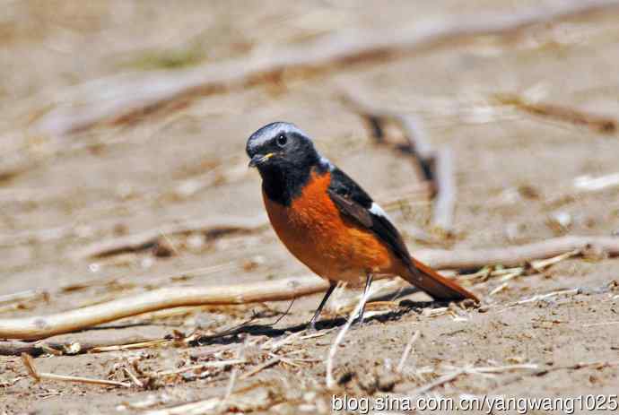 雄性北红尾鸲（12）