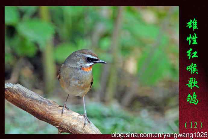 雄性红喉歌鸲（12）