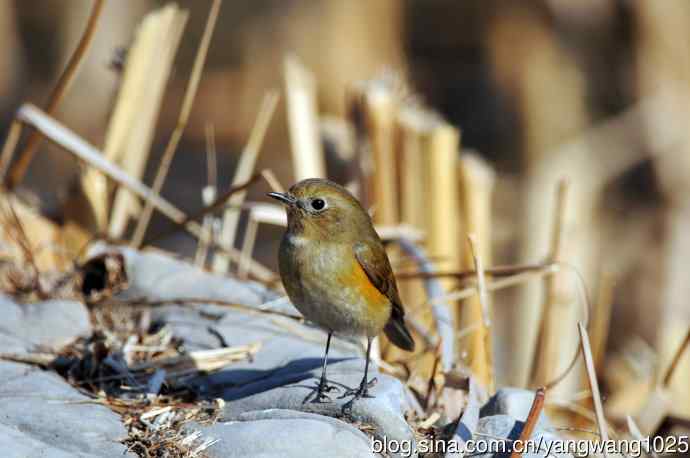 雌性红胁蓝尾鸲（29）