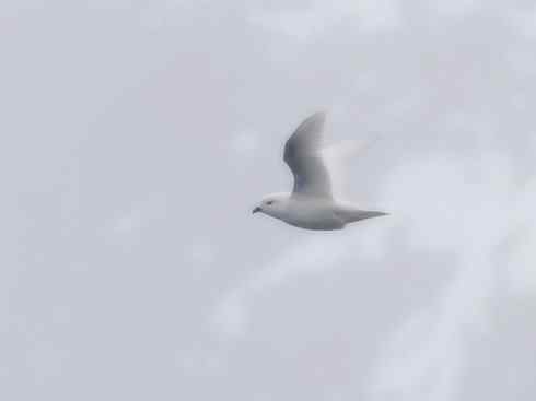 奇特的盔：雪海燕