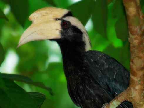 奇特的盔:盔犀鸟 奇特的盔:盔犀鸟