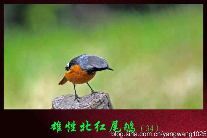 雄性北红尾鸲（34）