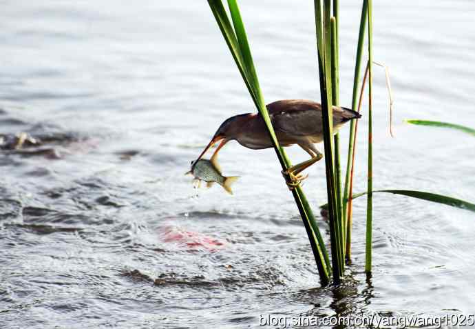 黄苇鳽的早餐（记实）