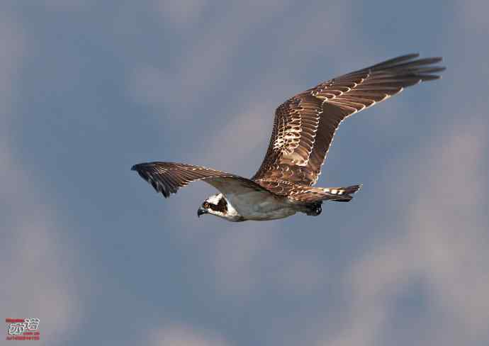 高手亦有失手时 高手亦有失手时