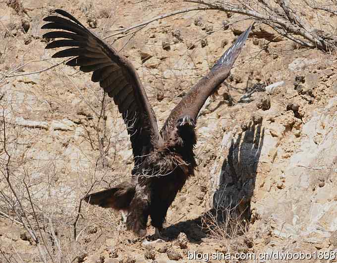 走近秃鹫:一段撼人心魄的拍摄经历 走近秃鹫:一段撼人心魄的拍摄经历