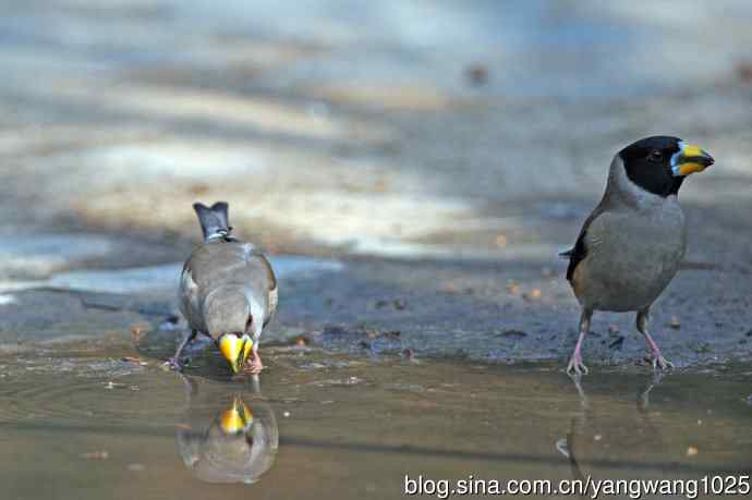饮水的黑尾蜡嘴雀（3）