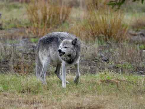 狈：传说的兽原型探秘（狼）