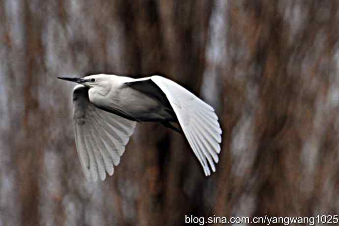 又见白鹭飞 wbr wbr1