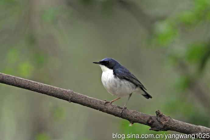 雄性蓝歌鸲（13）