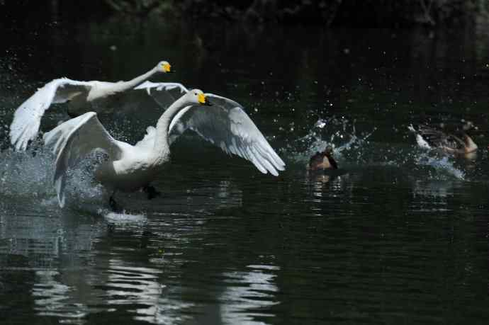 飞（白天鹅） wbr1