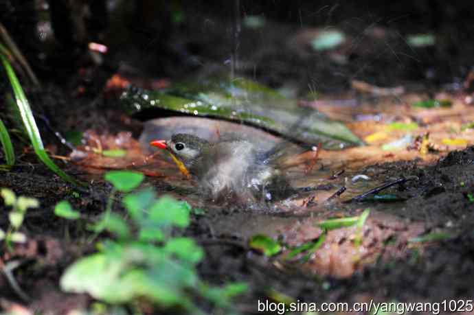 它发现了滴水的水龙头（红嘴相思鸟）