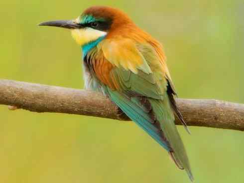 绝色攀禽：佛法僧目之蜂虎3