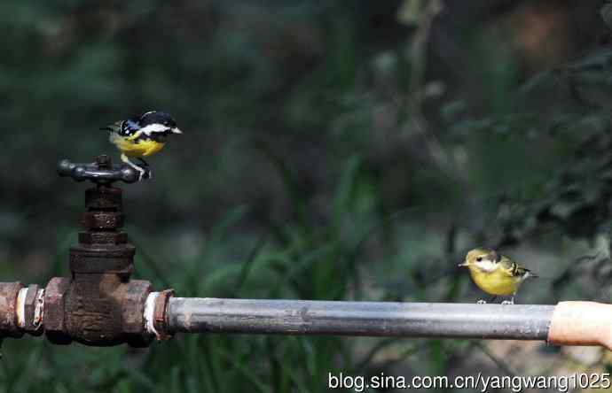 黄腹山雀（13）