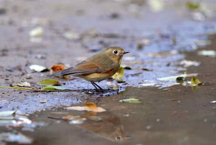 雌性红胁蓝尾鸲(7) 雌性红胁蓝尾鸲(7)