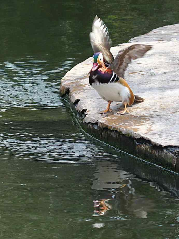 177.鸳鸯戏水--（大白）