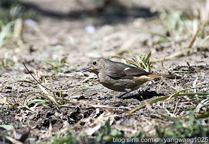 自然和谐的日坛公园（北红尾鸲）