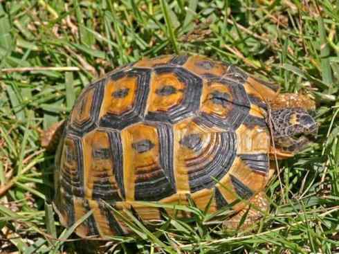 玄武：传说的兽原型探秘（象龟）