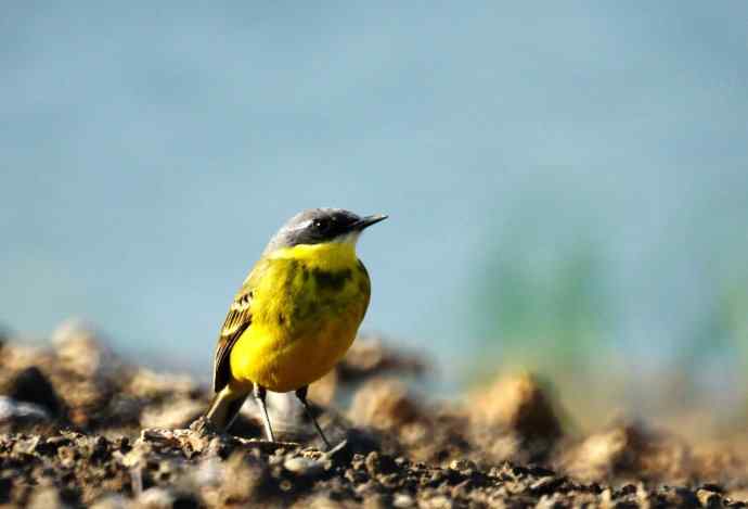 头一次打鸟就遇见了黄鹡鸰