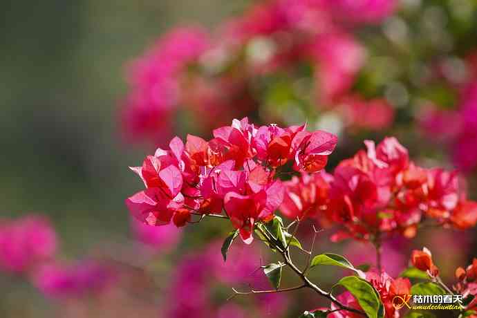 我的“太阳”——厦门拍“叉尾太阳鸟”