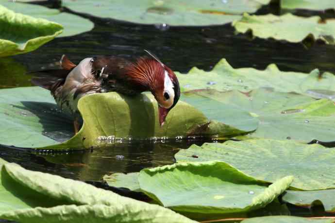 摄鸟拾趣（三） wbr鸳鸯2012.06